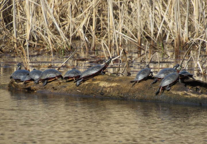 Midland Painted Turtles